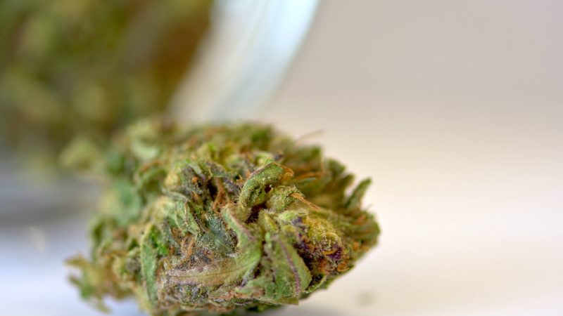 Consider the amount of THC present when selecting cbd flower
