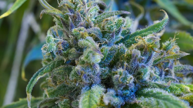 Reasons for buying CBD flower and using it