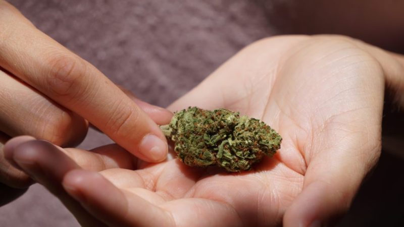 Exploring the Potential of THCA Bud for Anxiety, Stress, and Mood Disorders