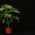 Your Partner in Wellness: Best Cannabis Deals Canada