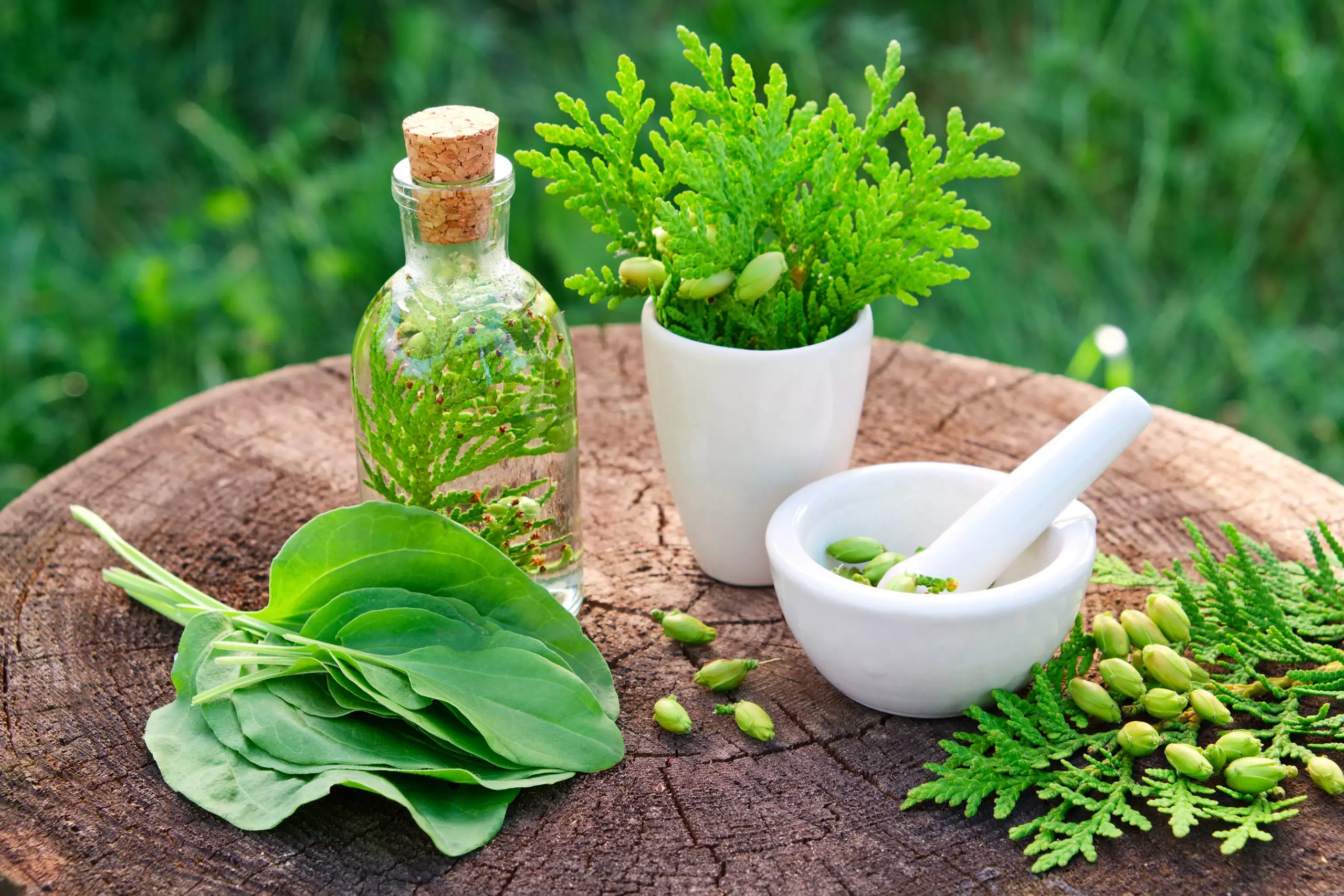 Dr. Mercola

