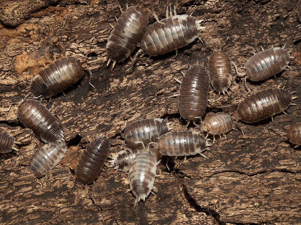 millipedes for sale