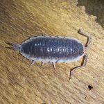 Building Stronger Terrarium Ecosystems with Carefully Bred Companion Species